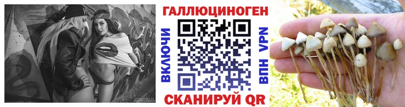Псилоцибиновые грибы Cubensis Уржум